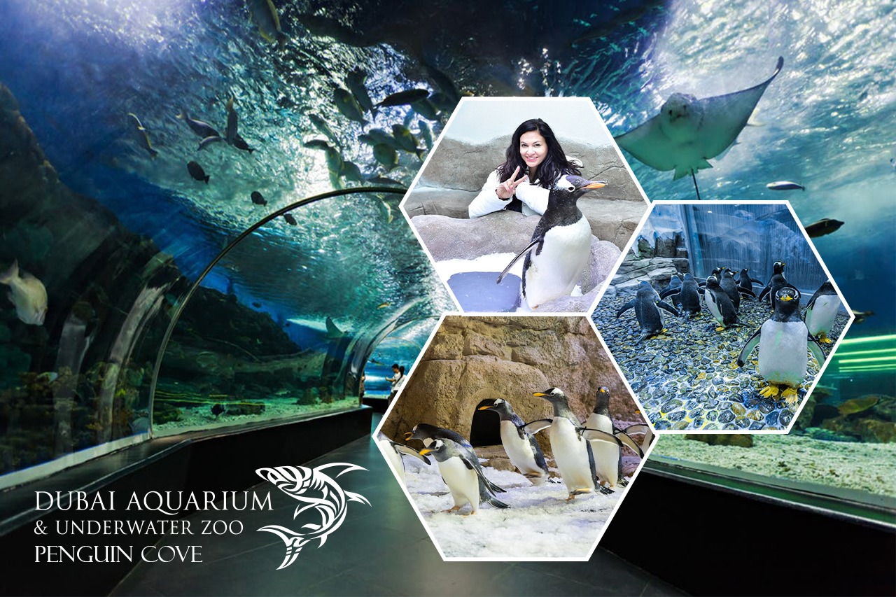 Dubai Aquarium & Underwater Zoo + Penguin Cove
