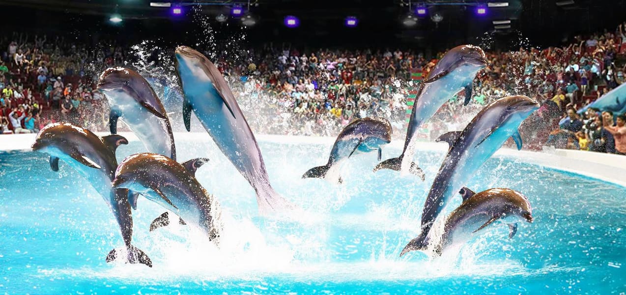 Dubai Dolphinarium – Dolphin Show Tickets