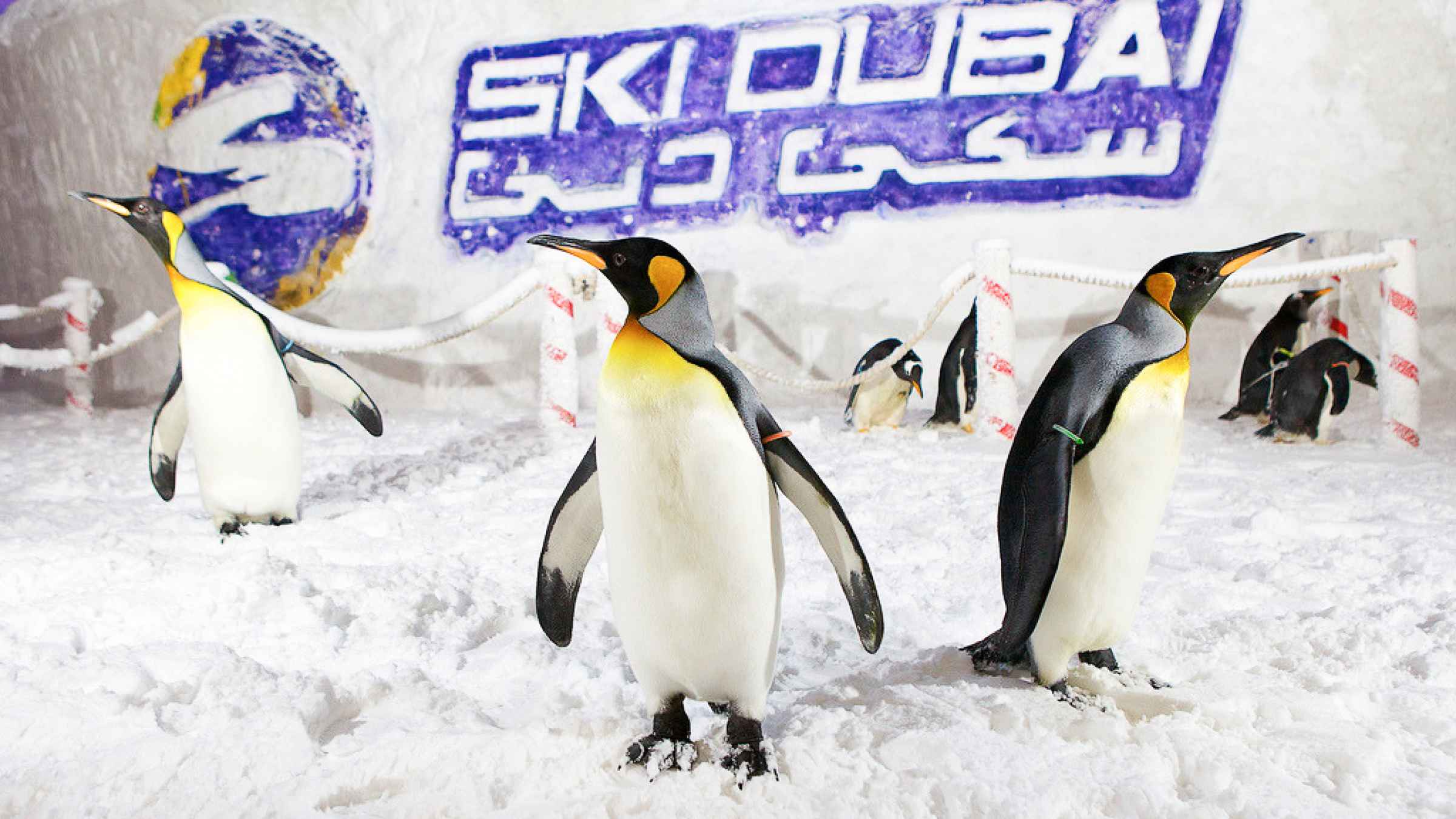 Snow Classic – Indoor Snow Park Adventure